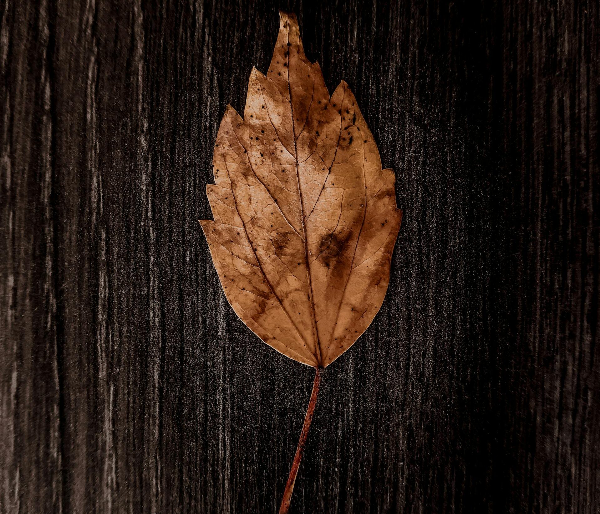 A dried leaf placed on a textured wooden background, showcasing rich earthy tones.